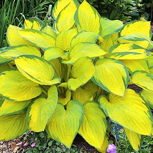 COOTO Garten Funkien Pflanze - Rhizome Hosta Gold...